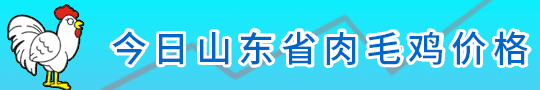 今日山東肉毛雞價格