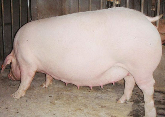 母豬産前要控料嗎