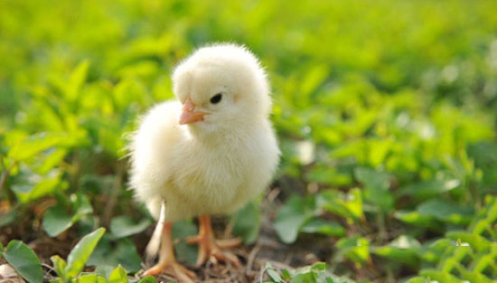 溫度光線對雛雞的影響
