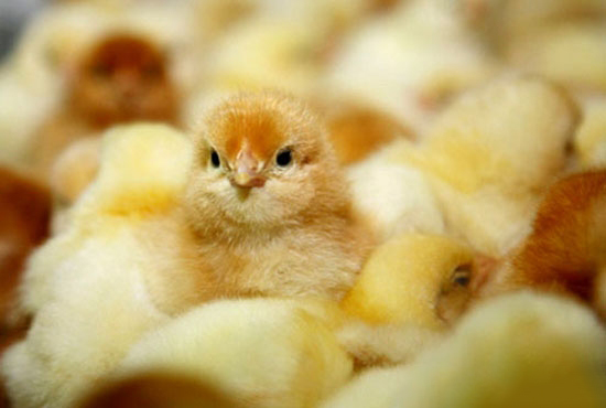 雛雞培育時的溫度管理要點