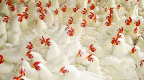 肉雞球蟲病的防治