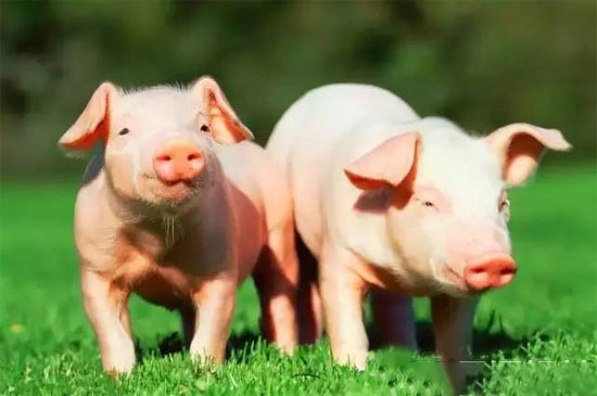 豬呼吸道疾病綜合征