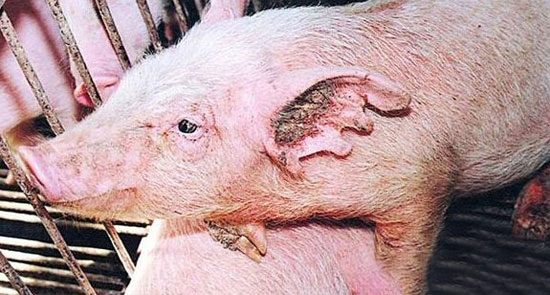 幼豬癞皮病的病因發現及應對措施