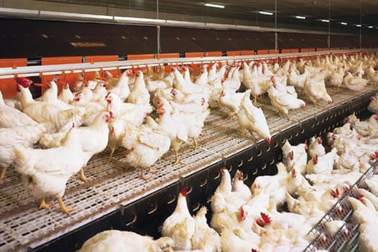 雞排白便需考慮的疾病