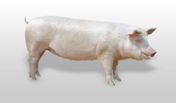 法系伊比得種豬