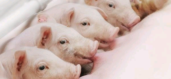 法系伊比得種豬