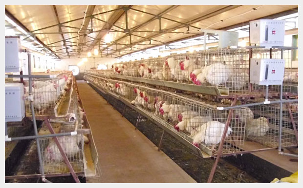 天源種禽繁育有限公司