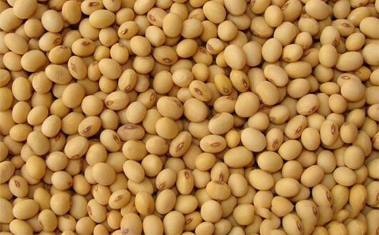 飼用大豆