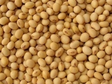 我公司常年收購飼用大豆