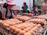 “姗姗來遲”的蛋價普漲已經啟動