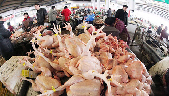 2016年中國肉雞養殖行業研究分析報告