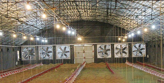 肉雞舍通風設備的選擇與安裝