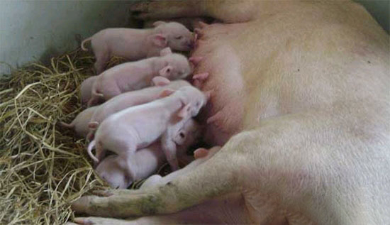 養豬場怎麼調控空氣清潔度?