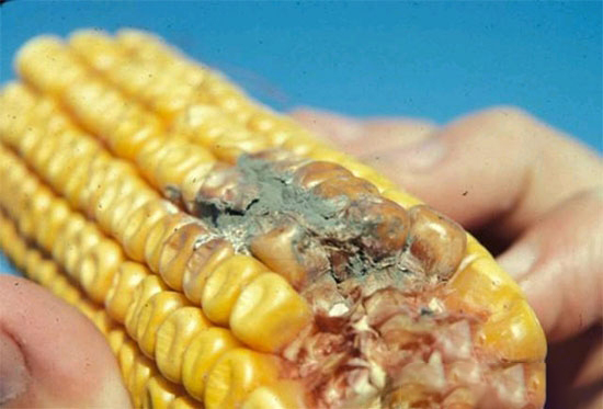 黴菌毒素對雞群造成的七大危害