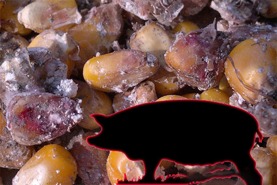 綜合防控黴菌中毒的措施