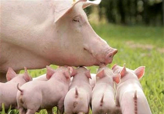 仔豬護理最新技術