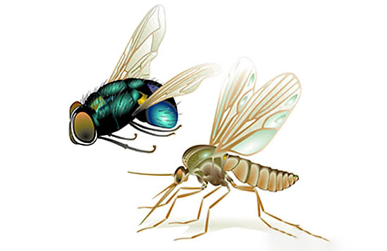 夏季養豬場有蚊子和蒼蠅怎麼辦？