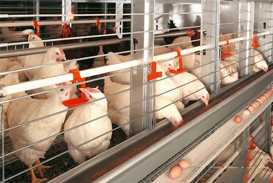 蛋雞得了疲勞症怎麼辦？