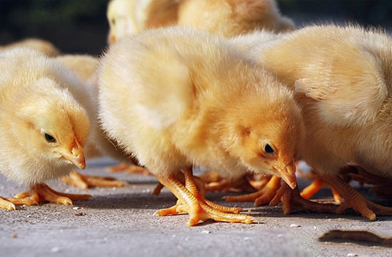 畜禽良種是畜牧業核心競争力