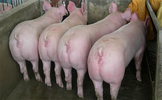 如何使母豬性周期同步化呢？