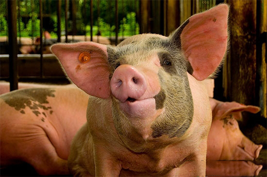 養豬過程中存在的問題和誤區