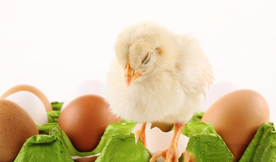 引起雞呼吸系統發病的原因