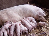 母豬乳房疾病會影響仔豬的生長發育
