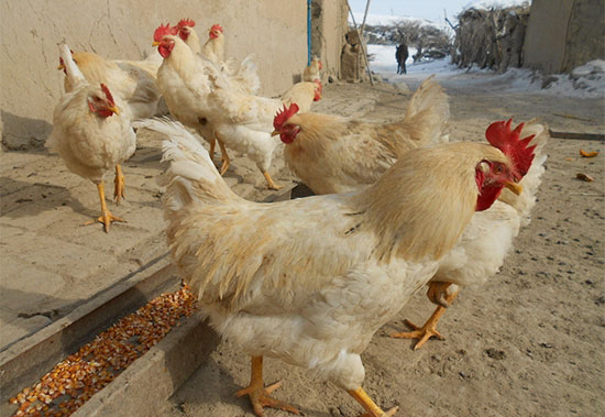 家禽葡萄球菌病的防治措施