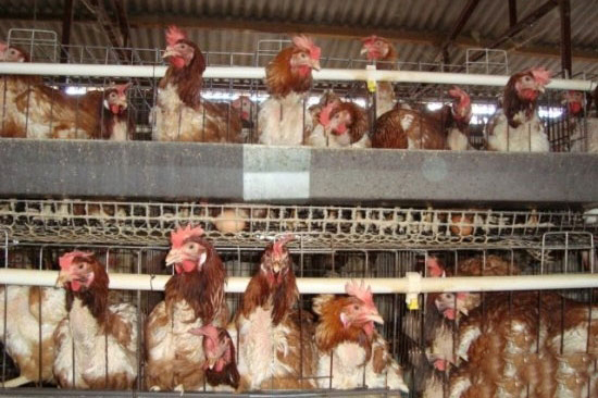 初産蛋雞腹瀉的病因和預防