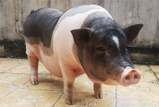 夏季母豬便秘的背後原因