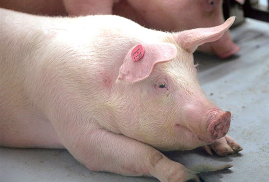 夏季母豬為何炎症多？