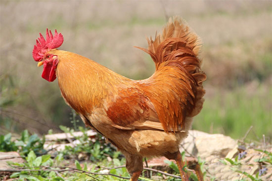 【技術】禽病通過細節找問題