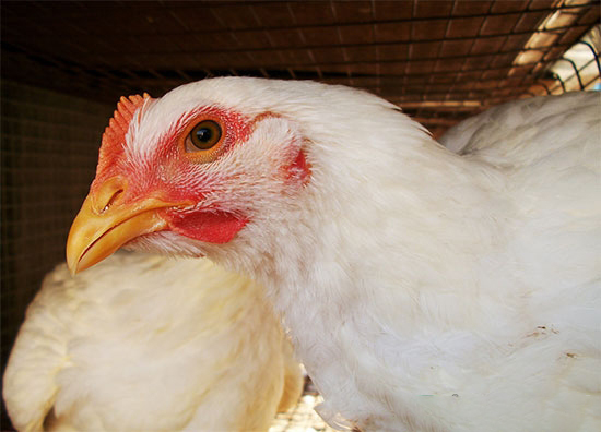 雞壞死性腸炎的診斷與防治