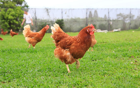 雞腸毒綜合症及其治療誤區