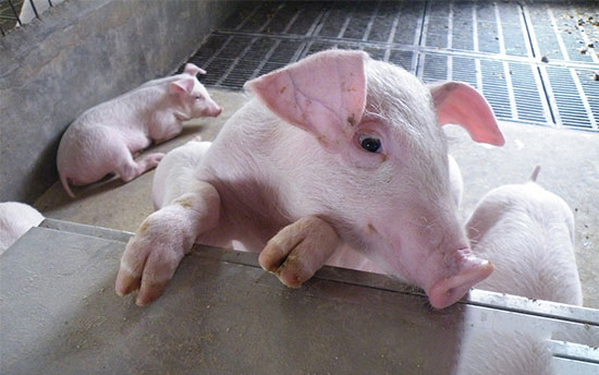 【技術】豬口蹄疫疫苗過敏反應的解救