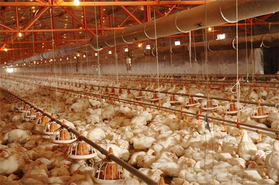 平養肉雞球蟲病的免疫控制