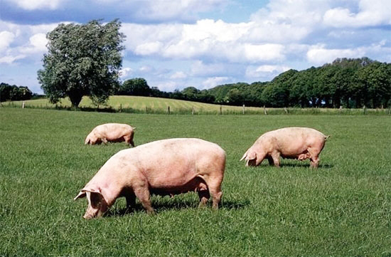 生豬價格指數保險怎樣才能幫到養豬人？