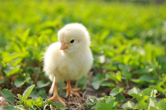 幼禽消化不良的症狀及防治