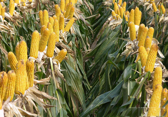 發改委預計今年玉米種植面積減少3000多萬畝