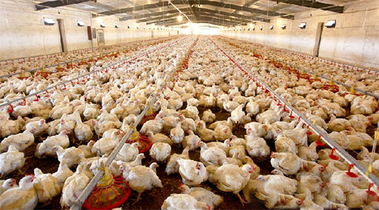 肉雞養殖場飼養管理技術缺陷及建議