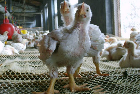 肉雞難養的原因及應對措施