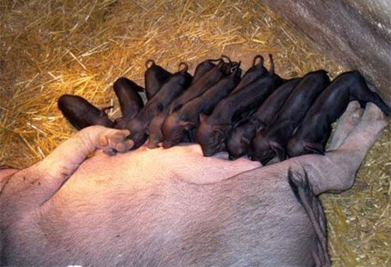 目前母豬存欄依舊較低