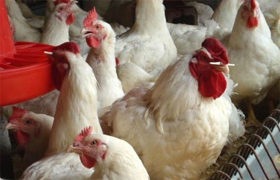 肉種雞夏季綜合管理措施