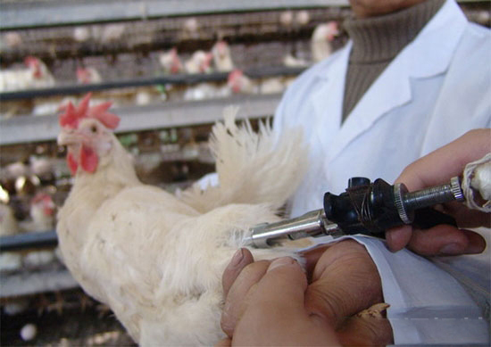 USDA:家禽疫苗可控制未來禽流感疫情