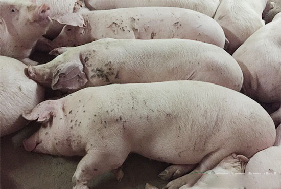 豬隻倒地急性死亡的原因