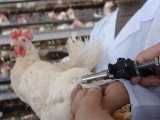 USDA：家禽疫苗可控制未來禽流感疫情