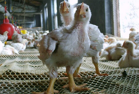 商品肉雞不同周齡飼養管理要點