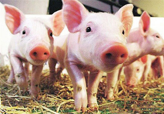 這些導緻仔豬死亡的豬病用一招就能搞定