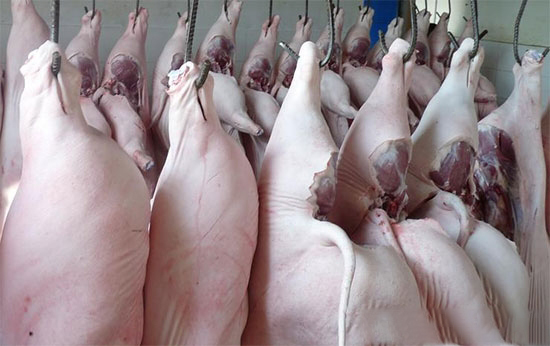 後期在國慶節前豬價将總體上弱穩為主