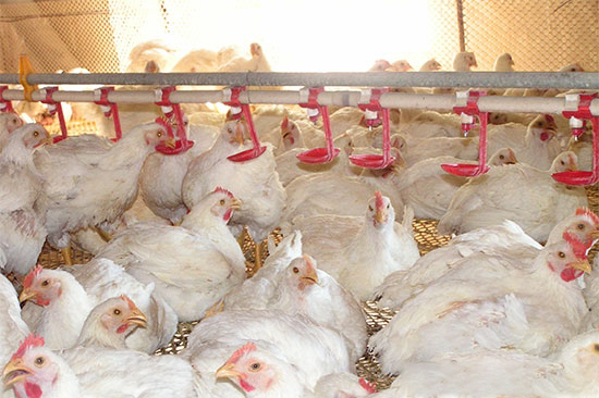 商品肉雞腸道健康與生産性能